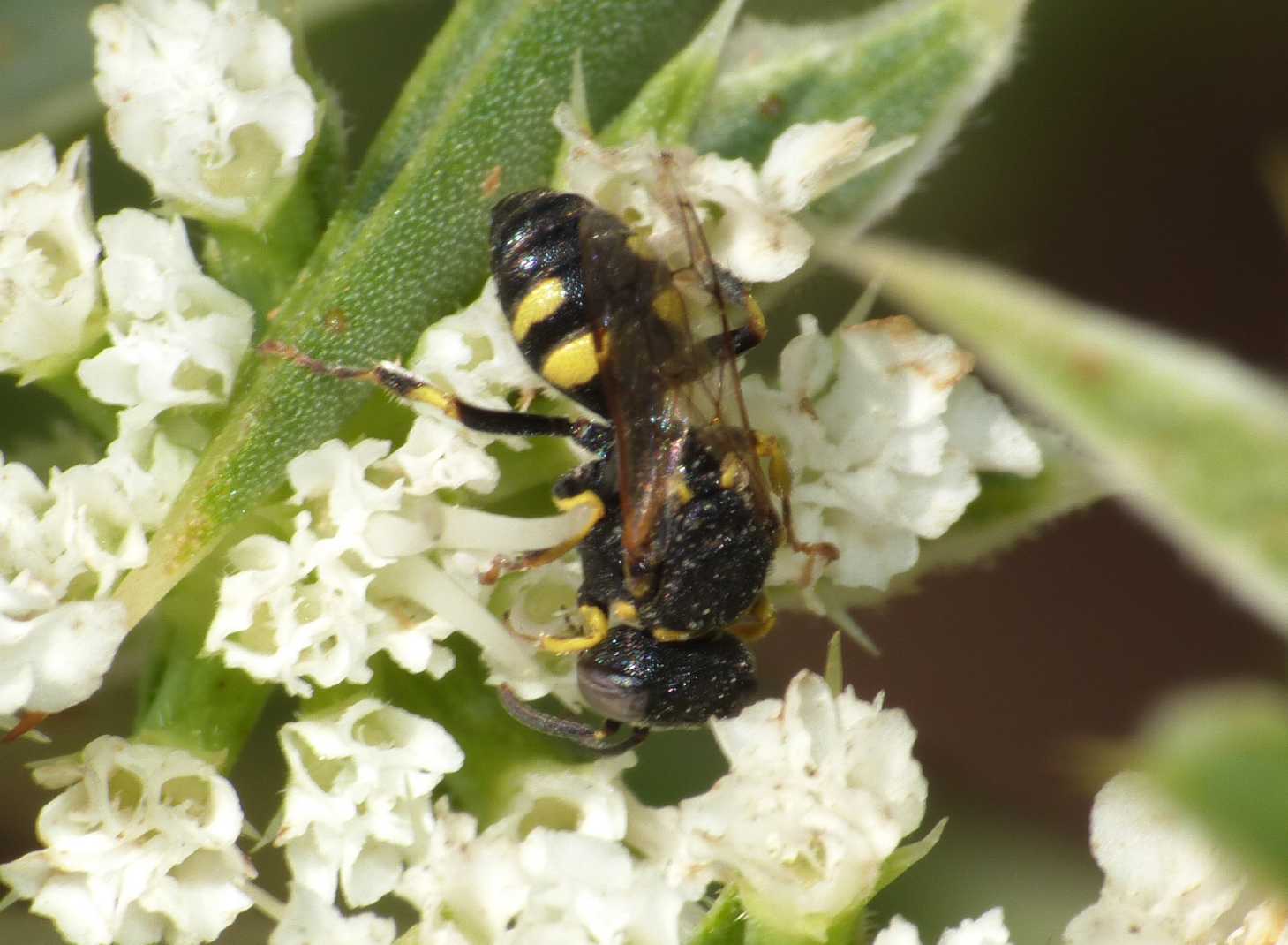 Oxybelus sp. (Crabronidae)